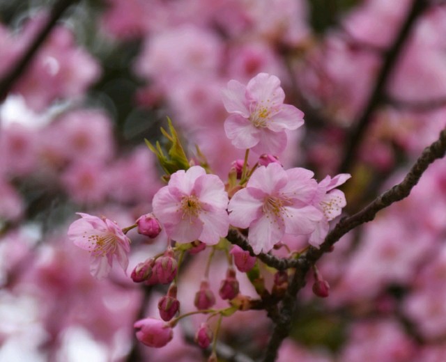 f:id:flowerTDR:20190228085451j:image