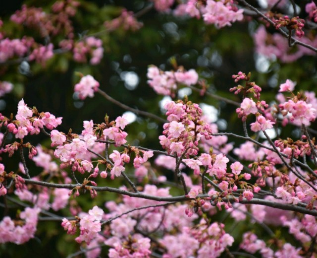 f:id:flowerTDR:20190228085500j:image