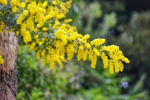 f:id:flowerTDR:20190312085930j:image