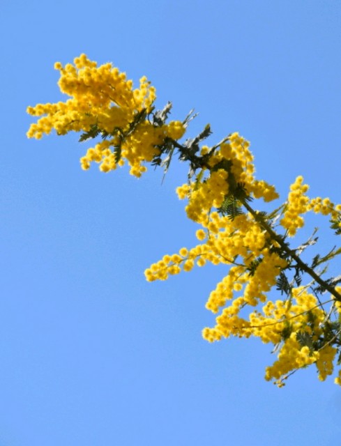f:id:flowerTDR:20190312085938j:image