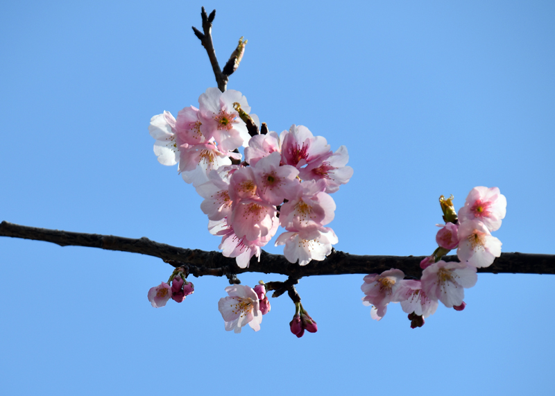 f:id:flowerTDR:20190316081444j:plain