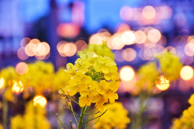 f:id:flowerTDR:20190319184444j:image