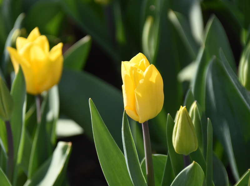 f:id:flowerTDR:20190320085043j:plain f:id:flowerTDR:20190320085043j:plain