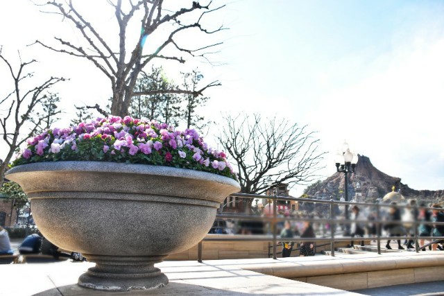 f:id:flowerTDR:20190321092601j:image f:id:flowerTDR:20190321092601j:image