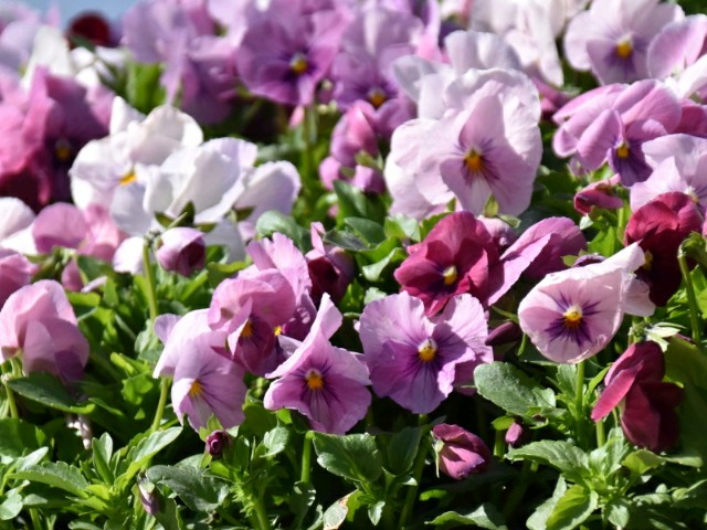 f:id:flowerTDR:20190321092613j:image f:id:flowerTDR:20190321092613j:image