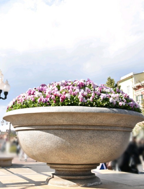 f:id:flowerTDR:20190321092621j:image f:id:flowerTDR:20190321092621j:image