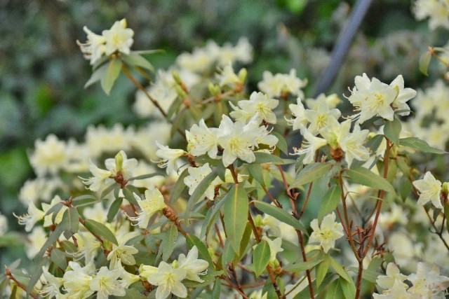 f:id:flowerTDR:20190401082827j:image
