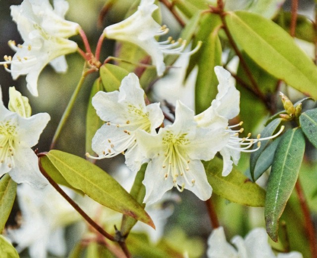 f:id:flowerTDR:20190401090210j:image