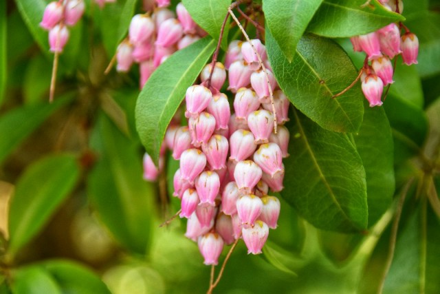 f:id:flowerTDR:20190402085725j:image