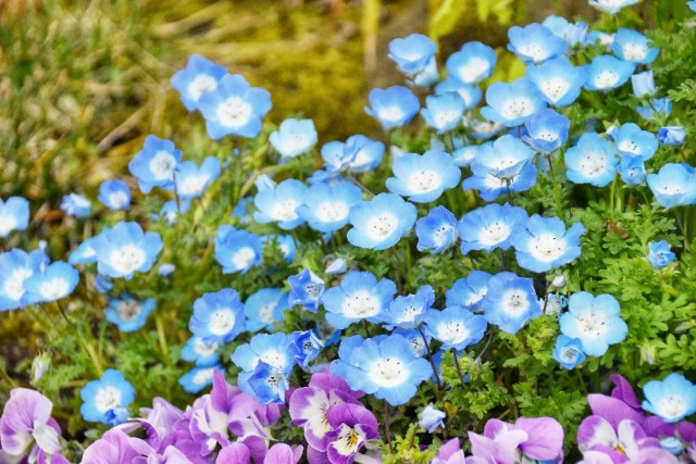 f:id:flowerTDR:20190411072020j:image