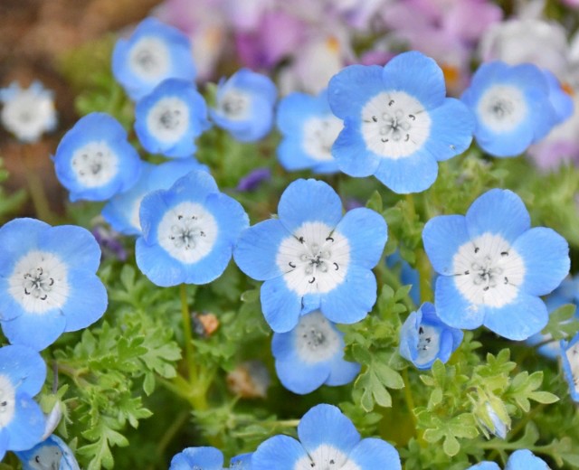 f:id:flowerTDR:20190411072028j:image