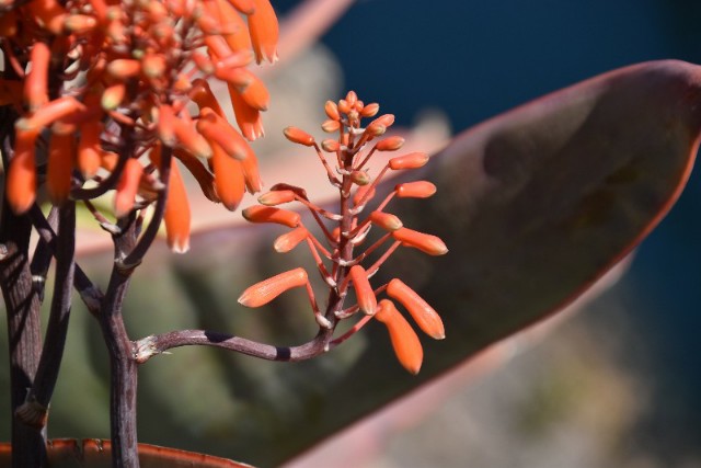 f:id:flowerTDR:20190414094344j:image