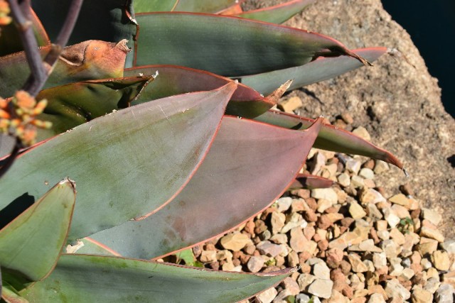 f:id:flowerTDR:20190414094354j:image