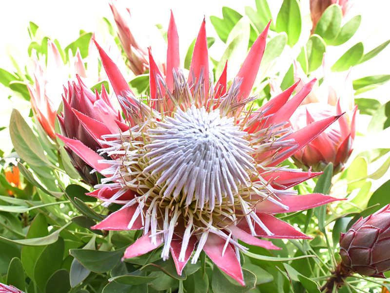 f:id:flowerTDR:20190417075052j:plain