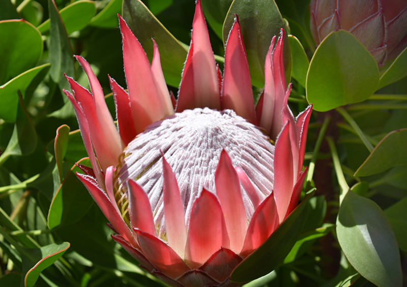 f:id:flowerTDR:20190417075104j:plain
