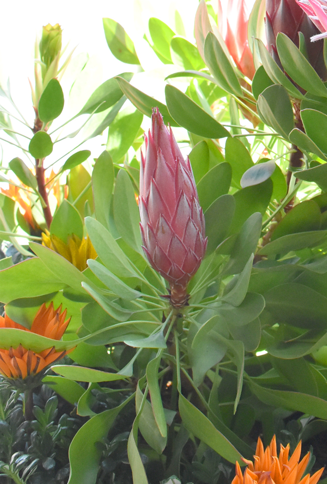 f:id:flowerTDR:20190417075424j:plain