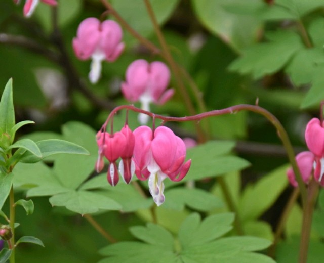 f:id:flowerTDR:20190425091813j:image