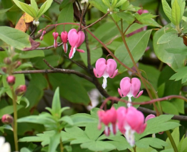 f:id:flowerTDR:20190425091820j:image