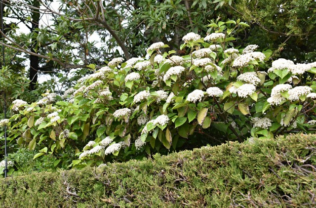 f:id:flowerTDR:20190429085709j:image