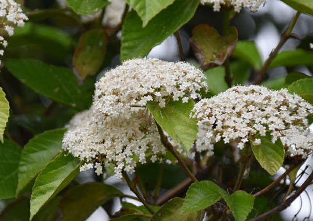 f:id:flowerTDR:20190429090324j:image