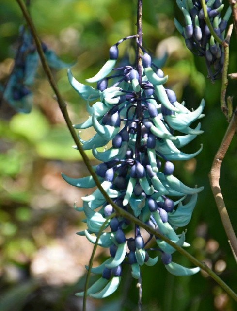 f:id:flowerTDR:20190506085613j:image
