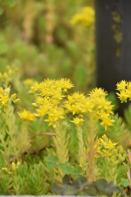 f:id:flowerTDR:20190515085615j:image