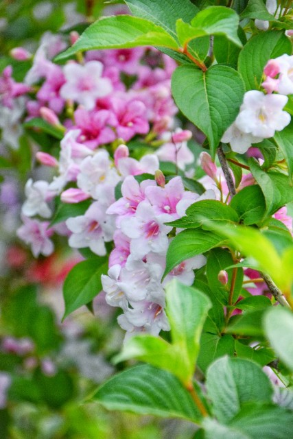 f:id:flowerTDR:20190516092615j:image