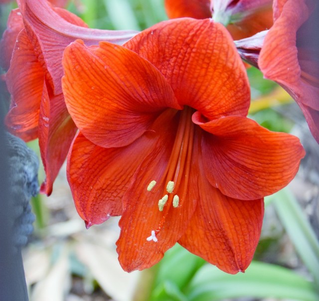 f:id:flowerTDR:20190521091900j:image