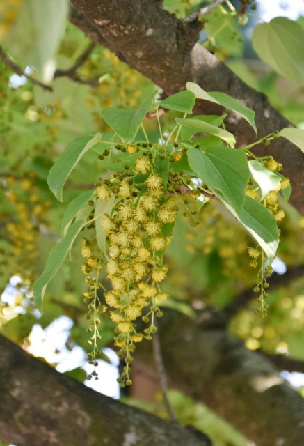 f:id:flowerTDR:20190523085010j:image