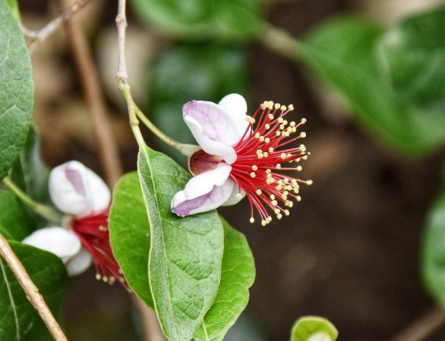f:id:flowerTDR:20190601153431j:image f:id:flowerTDR:20190601153431j:image
