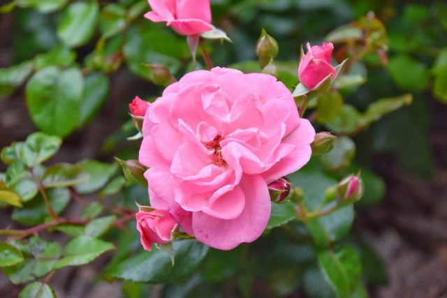 f:id:flowerTDR:20190605091647j:image