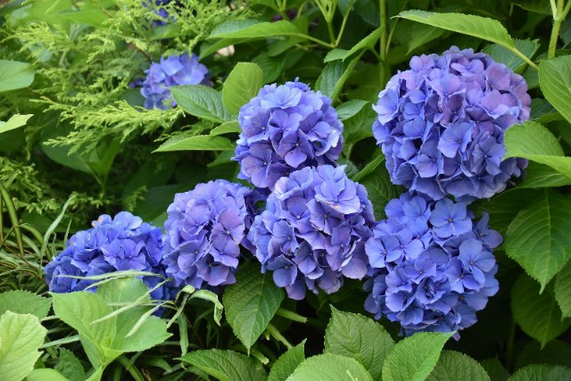 f:id:flowerTDR:20190701090313j:image