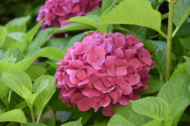 f:id:flowerTDR:20190701090319j:image
