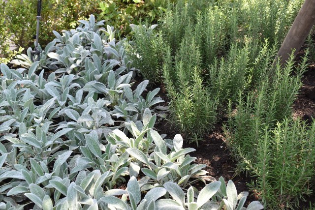 もふもふな葉 舞浜植物図鑑