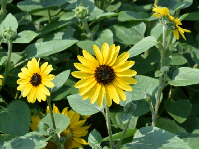 f:id:flowerTDR:20190802142936j:image