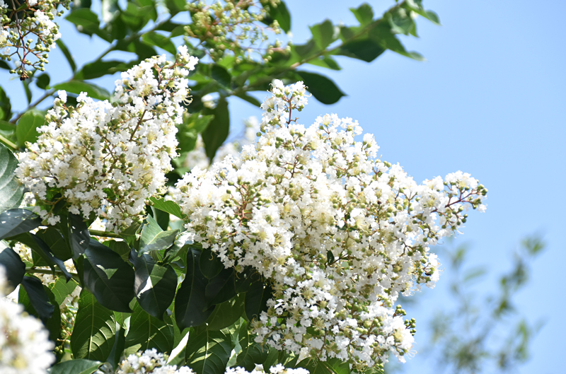 f:id:flowerTDR:20190803084137j:plain