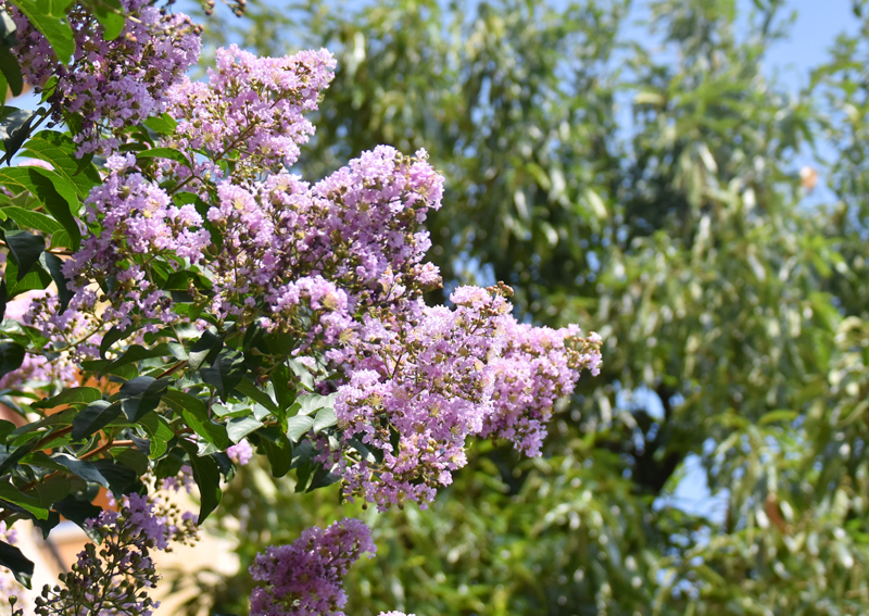 f:id:flowerTDR:20190803084200j:plain