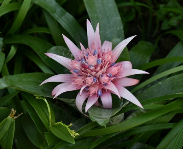 f:id:flowerTDR:20190809194516j:image f:id:flowerTDR:20190809194516j:image