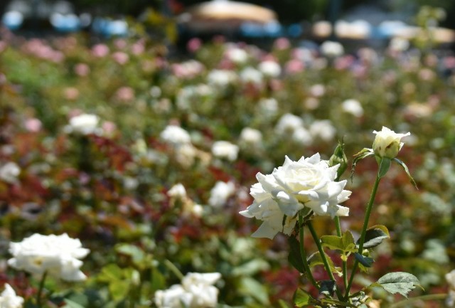 f:id:flowerTDR:20190813090044j:image