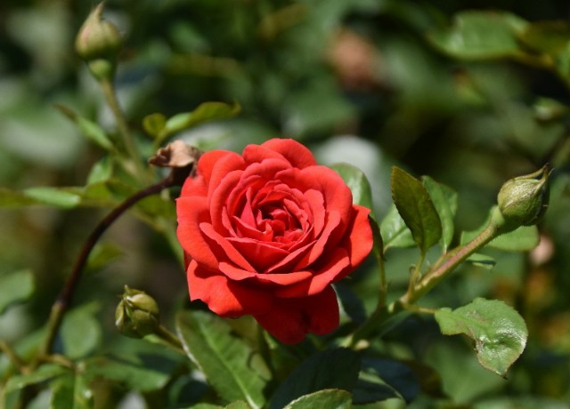 f:id:flowerTDR:20190813090052j:image