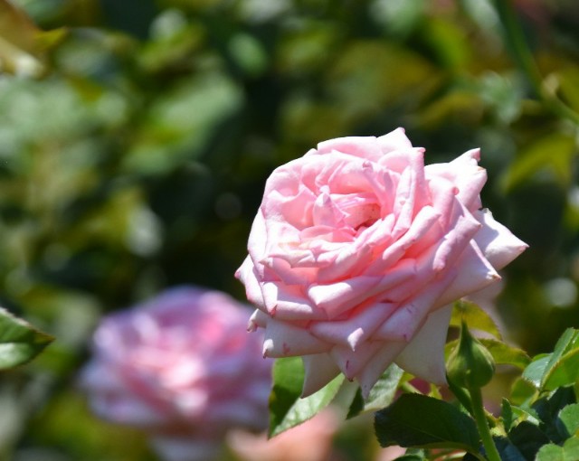 f:id:flowerTDR:20190813090100j:image