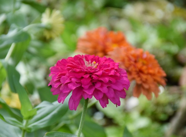 f:id:flowerTDR:20190827091308j:image