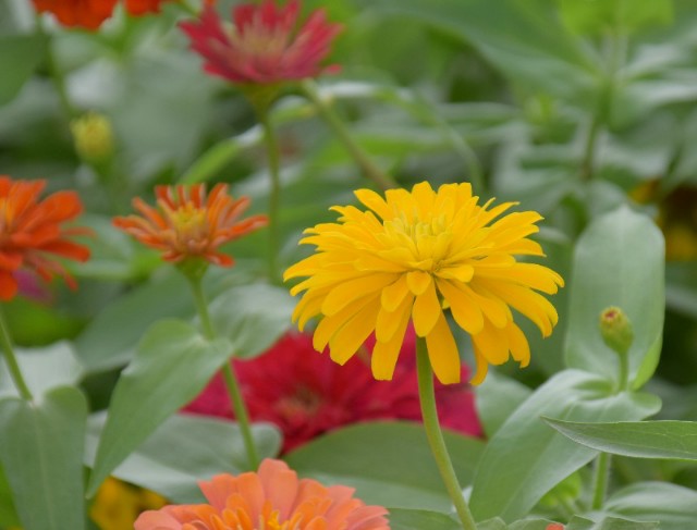 f:id:flowerTDR:20190827091320j:image