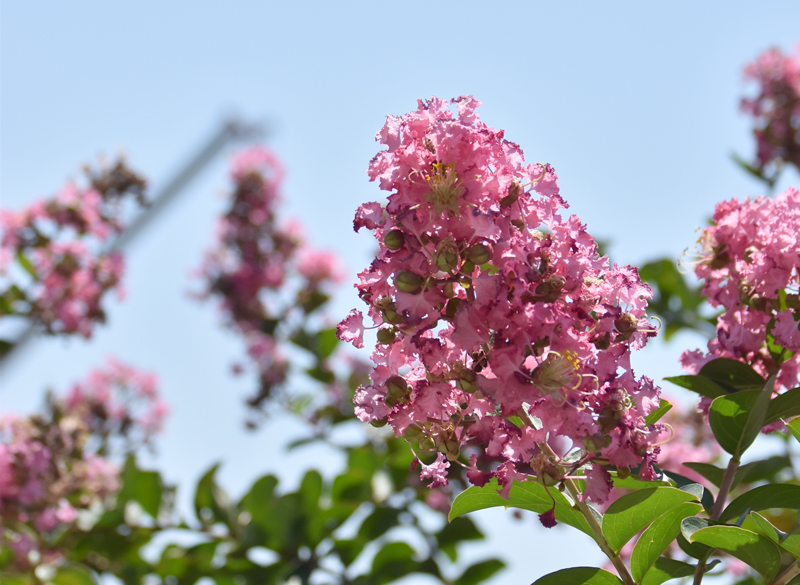 f:id:flowerTDR:20190828132940j:plain