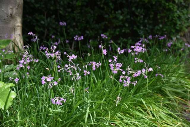 f:id:flowerTDR:20190902090306j:image