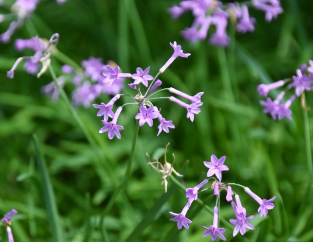 f:id:flowerTDR:20190902090314j:image