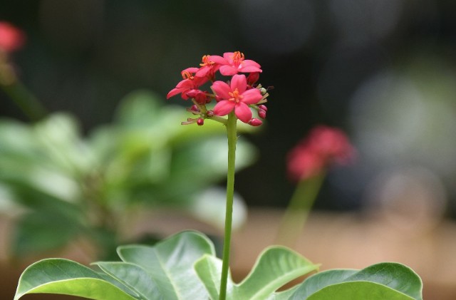 f:id:flowerTDR:20190917122033j:image