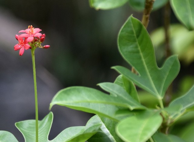 f:id:flowerTDR:20190917122050j:image