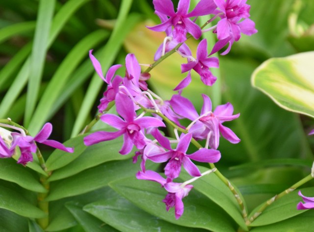 f:id:flowerTDR:20190930085615j:image