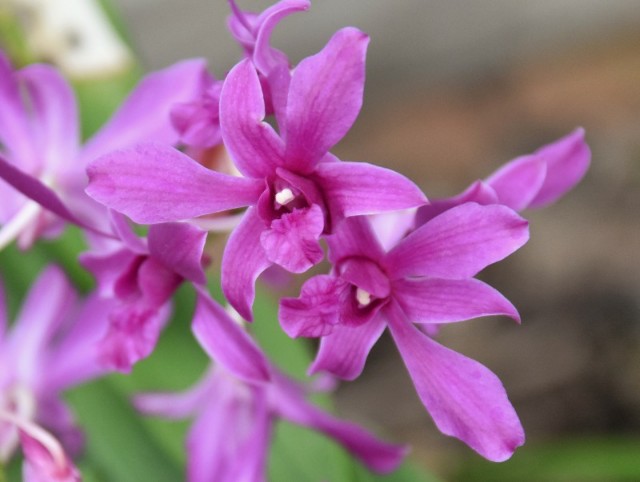 f:id:flowerTDR:20190930085621j:image